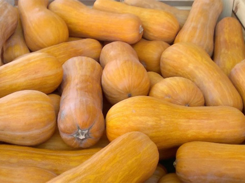 Tikva Beja 500s Grower