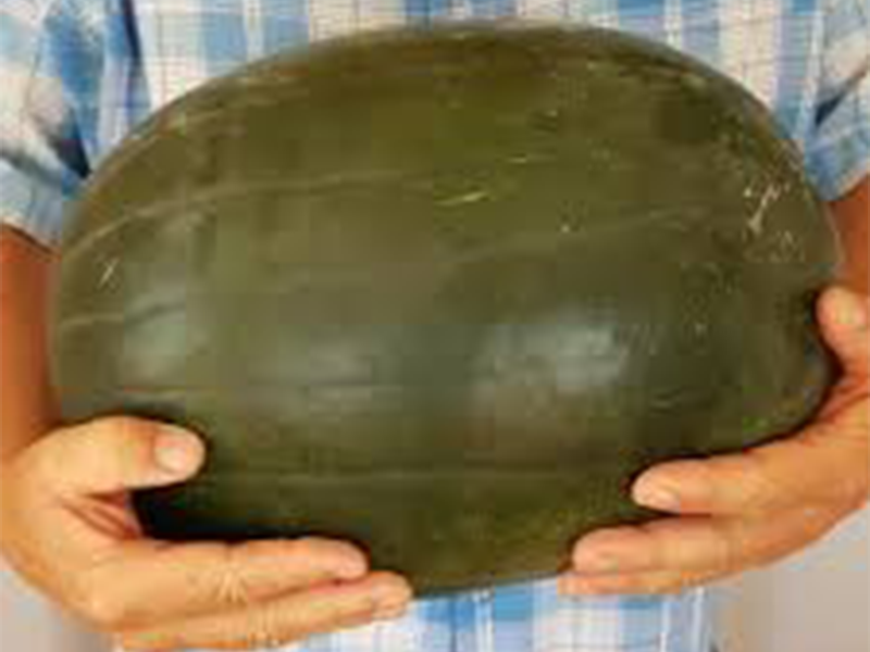 Lubenica Nubian Giant F1 500s Growe