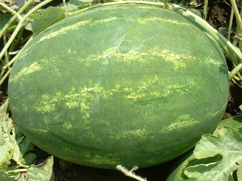 Lubenica Varda F1 - Slika 1