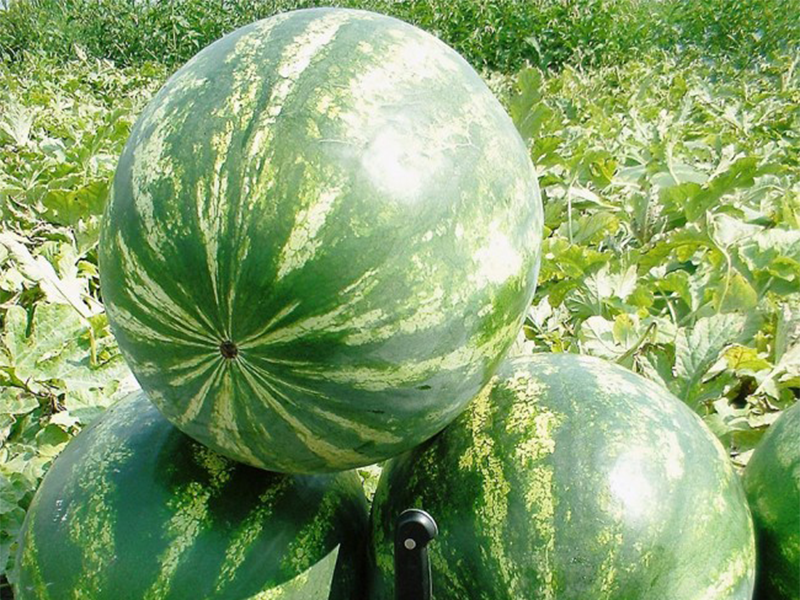 Lubenica Splendid F1 1000s Grower