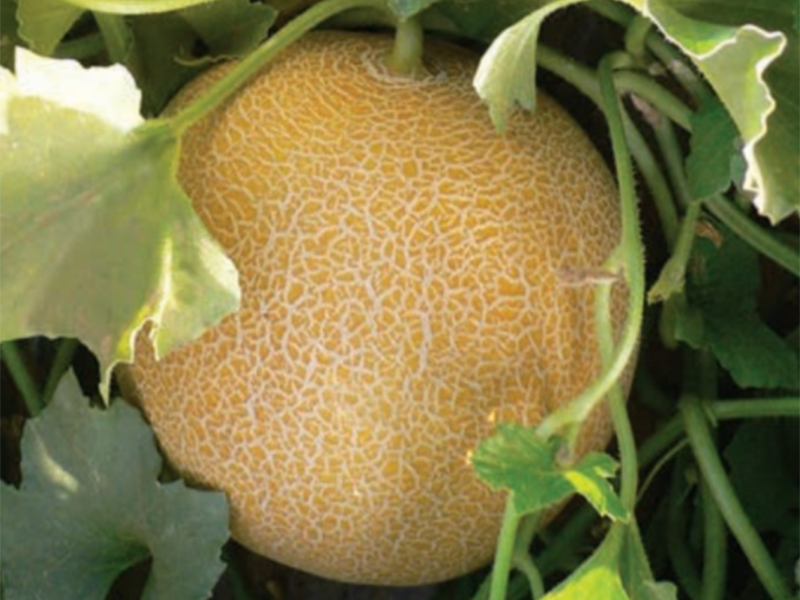 Dinja Fluvia F1 500s Grower