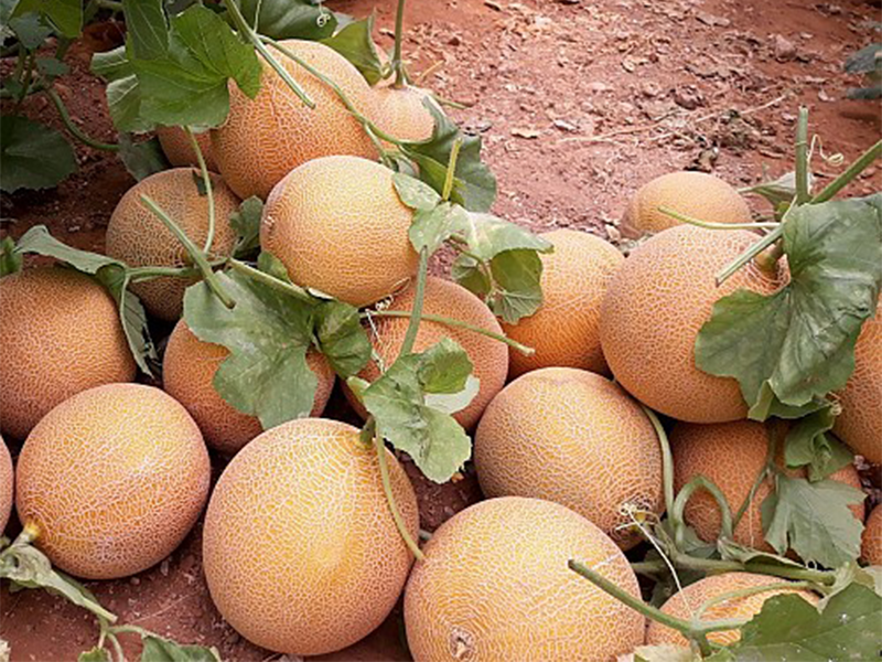Dinja Lunagal F1 500s Grower