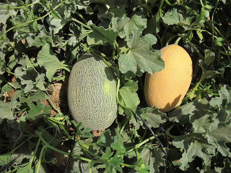 Dinja Rachel F1 - Slika 1