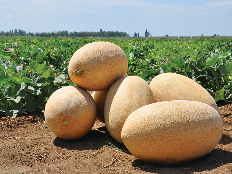 Dinja Raymond F1 500s Grower