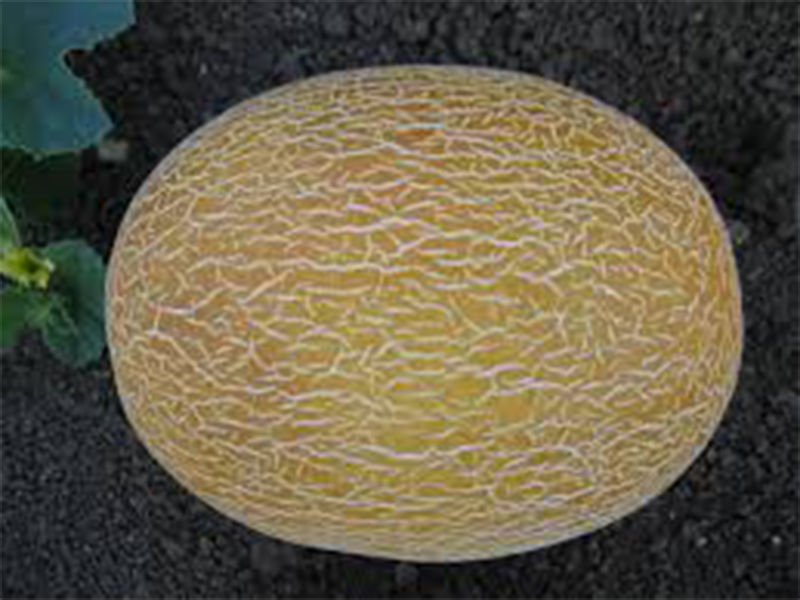 Dinja Manuela F1 500s Grower