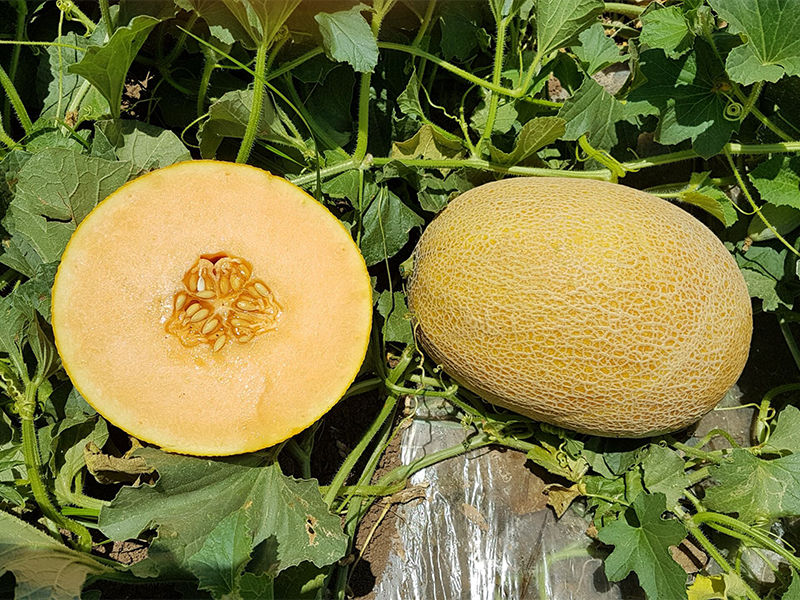 Dinja Jessica F1 500s Grower