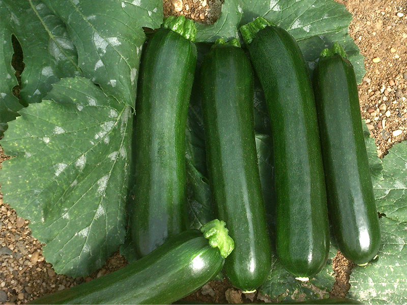 Tikvica Cardea F1 100g Grower