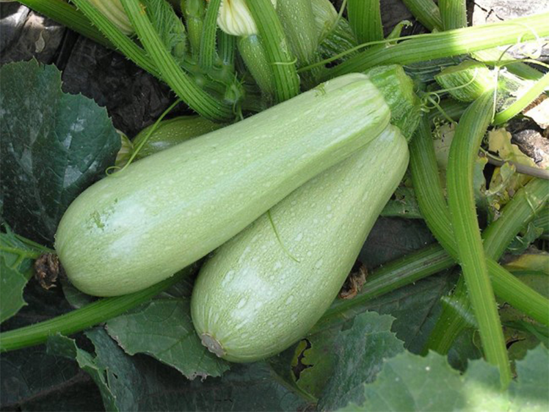 Tikvica Ezra F1 100g Grower