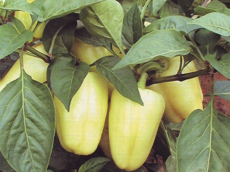 Paprika Amy 250s Grower