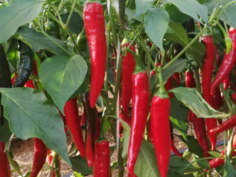Paprika Zoe 500s Grower