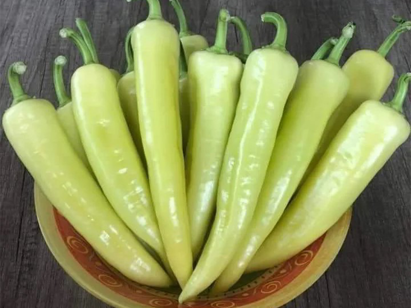 Paprika Bardhi F1 500s Grower