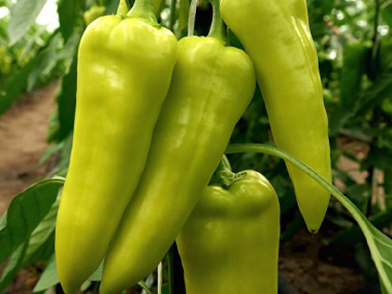 Paprika Horka F1 500s Grower