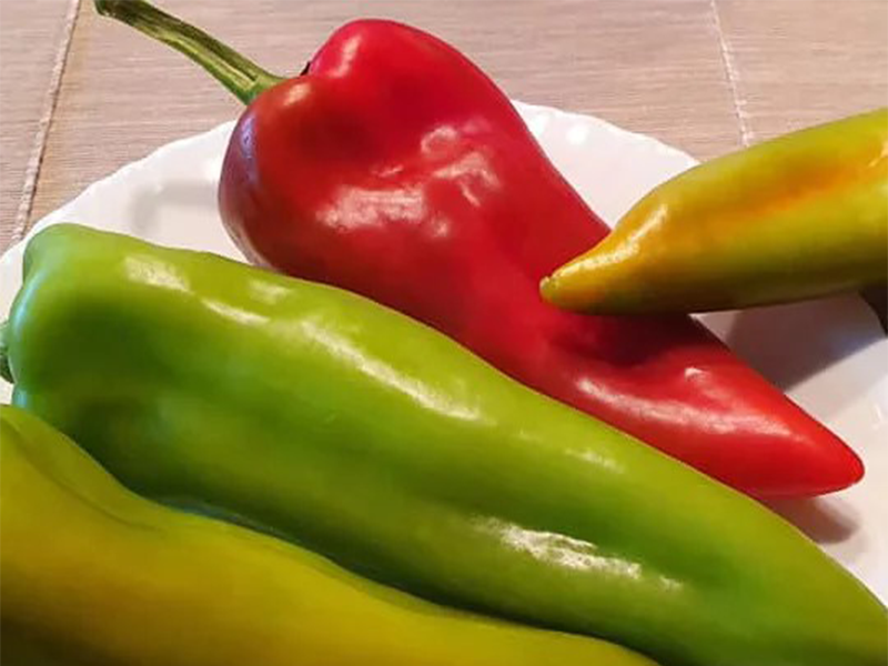 Paprika Zeline F1 500s Grower