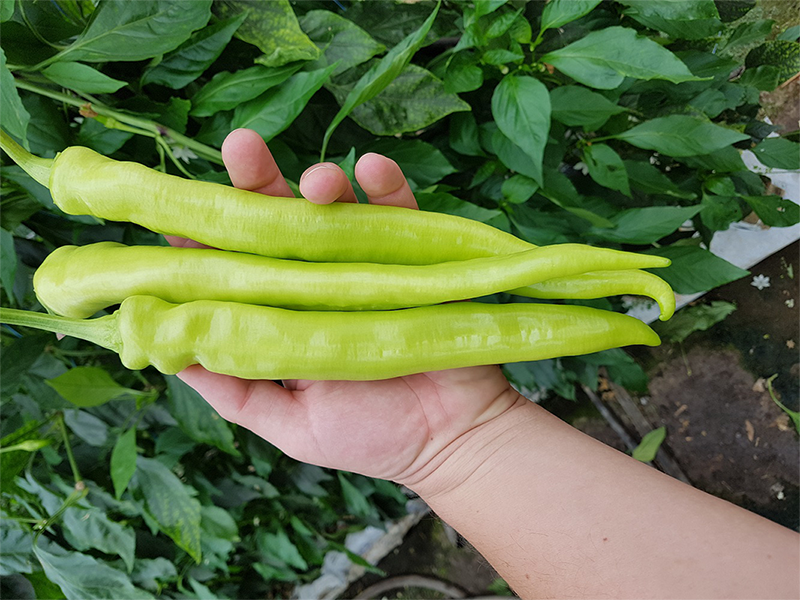 Paprika Iva F1 500s Grower