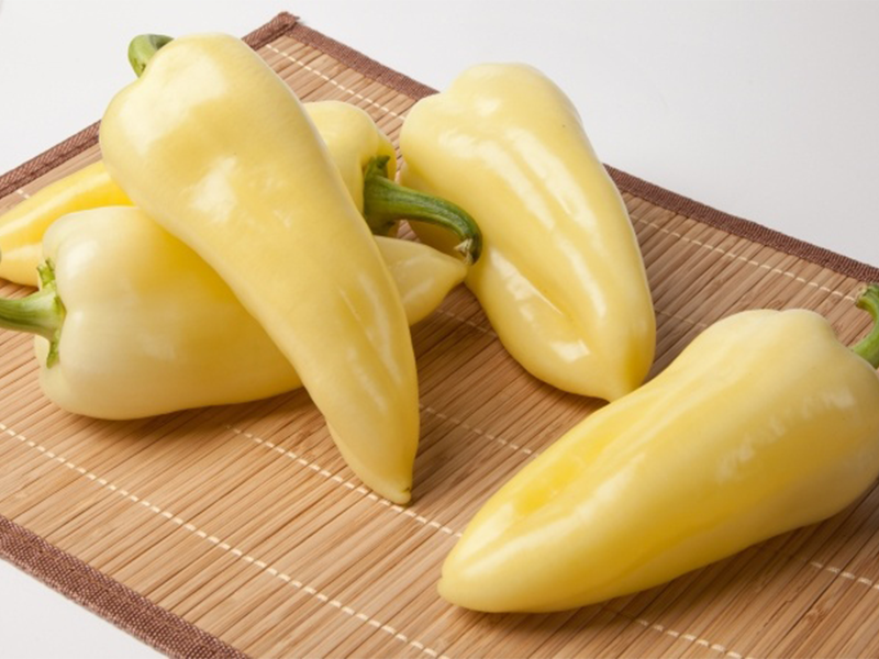 Paprika Celtic F1 500s Grower