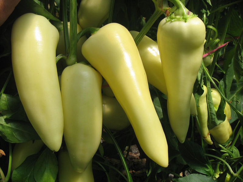 Seme paprika BELI BISER F1 - Slika 2