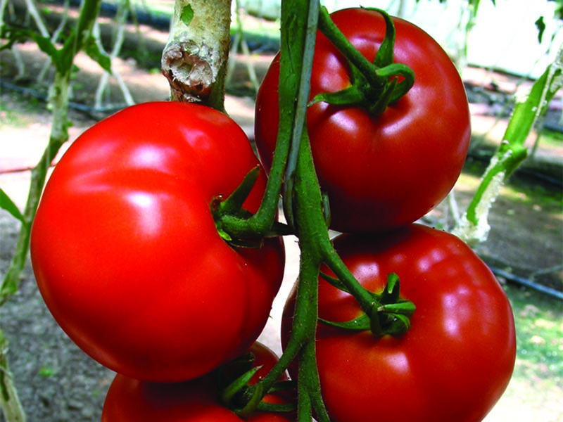 Paradajz Amati F1 500s semenis