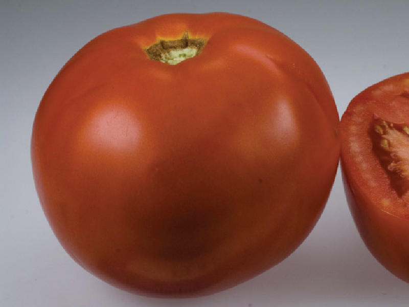 Seme paradajz Florida F1 - Slika 2