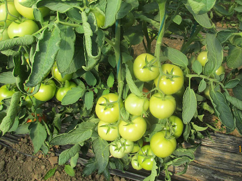 Seme paradajz Florida F1 - Slika 1