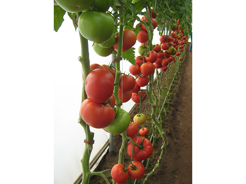 Paradajz Matias f1 1000s semenis