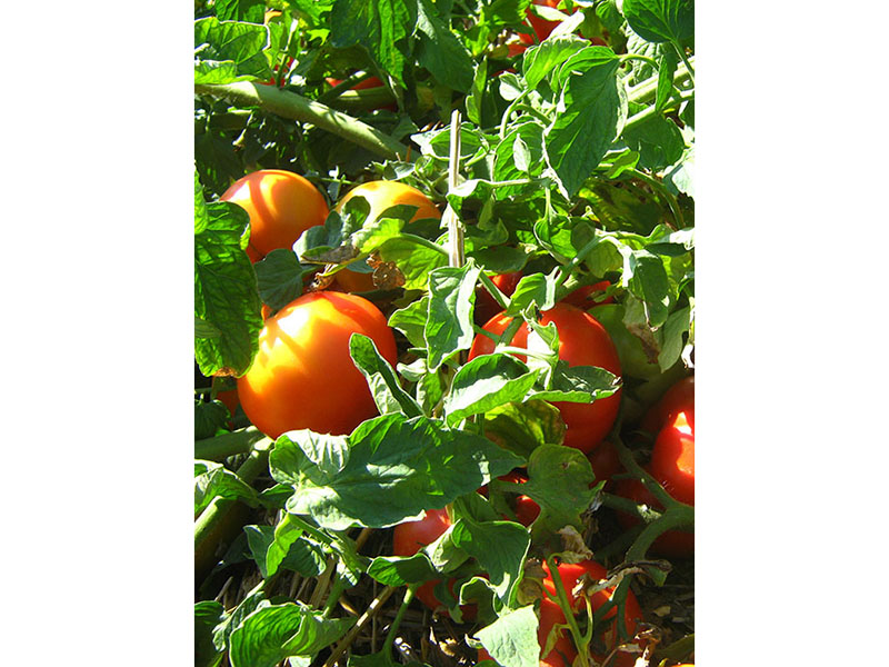 Paradajz Mirsini f1 5g semenis