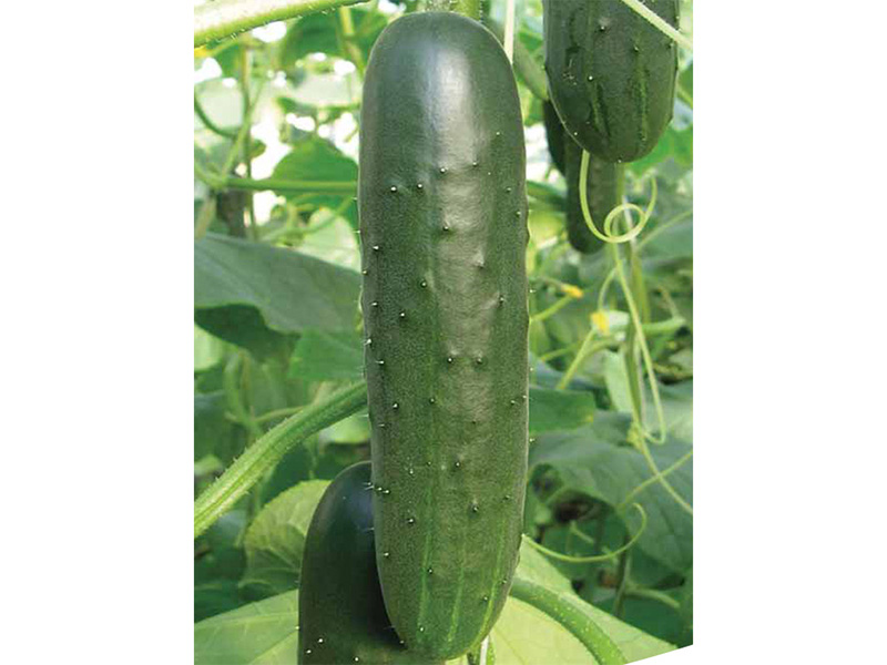 Seme krastavca Darina F1 - Slika 1