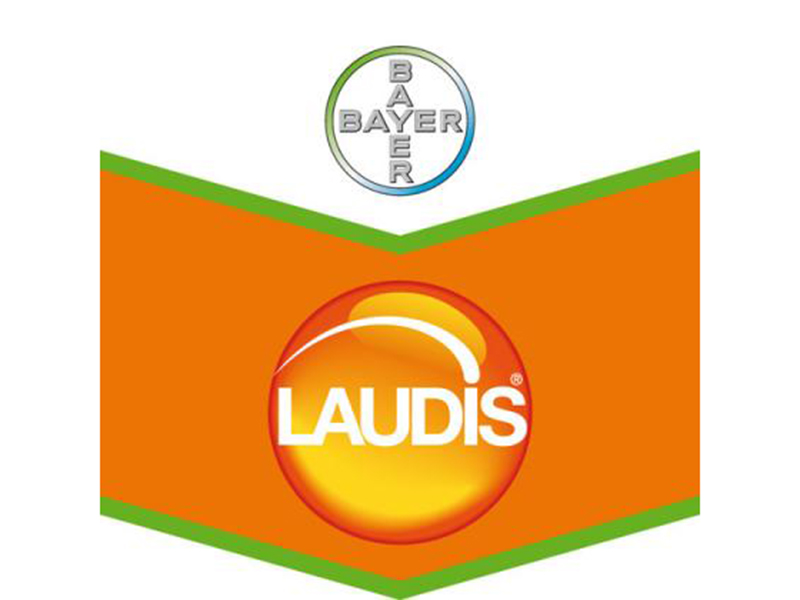 Laudis - Slika 2