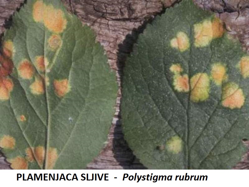 Plamenjača šljive – Polystigma rubrum - Slika 2