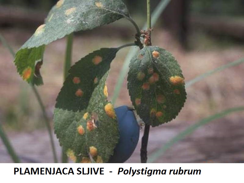 Plamenjača šljive – Polystigma rubrum - Slika 1