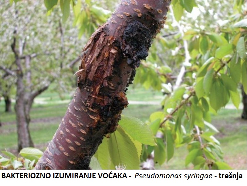 Bakteriozno izumiranje voćaka - Pseudomonas syringae - trešnja
