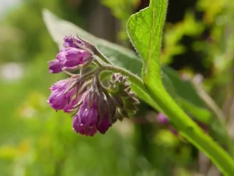 Obični gavez – Symphytum officinale - u voćnjacima - Slika 1