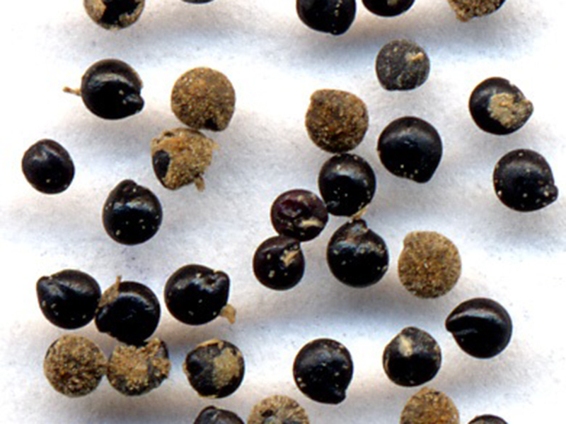 Loboda – Chenopodium album - u voćnjacima - Slika 2