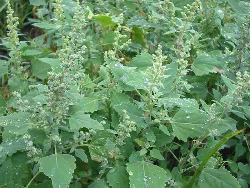 Loboda – Chenopodium album - u voćnjacima - Slika 1