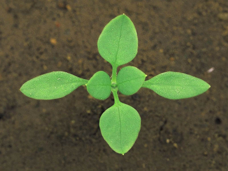 Obična mišjakinja – Stellaria media - u voćnjacima - Slika 3