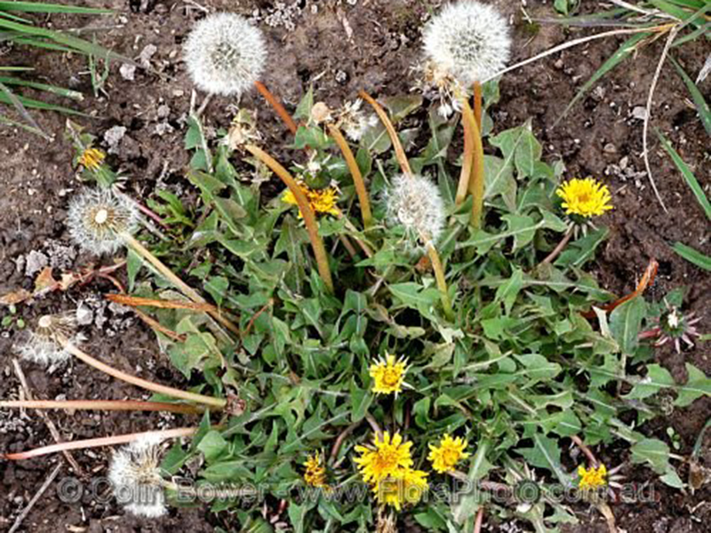Obični maslačak - Taraxacum officinale - u voćnjacima - Slika 1