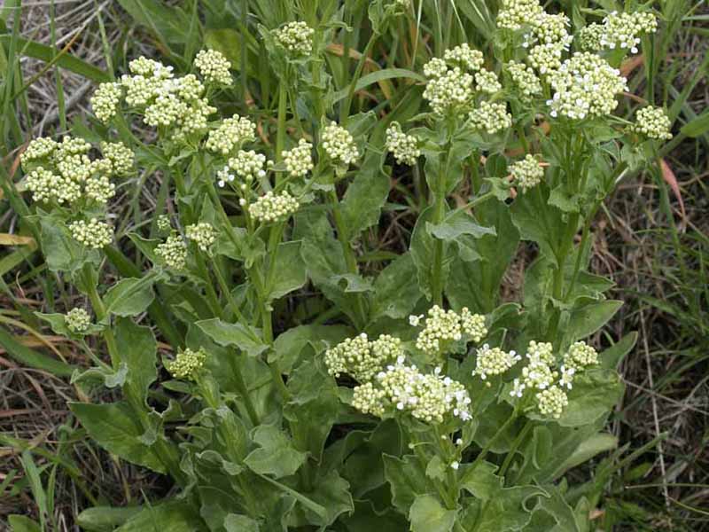 Obična renika – Cardaria draba - u voćnjacima - Slika 1