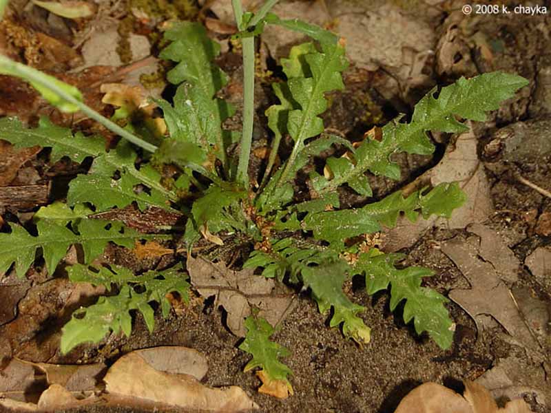 Hoću neću – Capsella bursa-pastoris - u voćnjacima - Slika 2