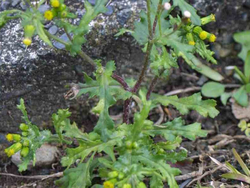 Obični dragušac – Senecio vulgaris - u voćnjacima - Slika 2
