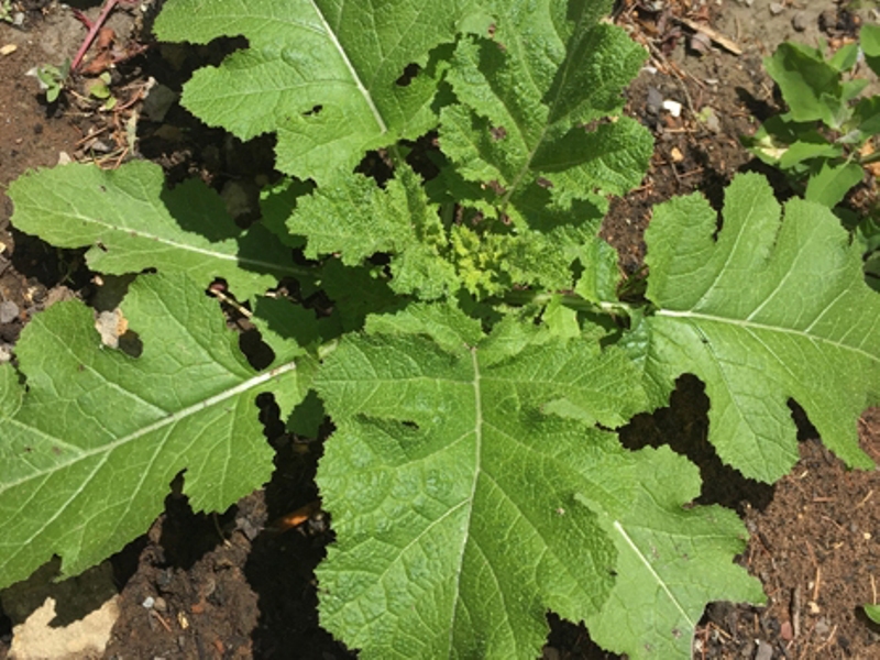 Poljska  gorušica – Sinapis arvenis - u voćnjacima