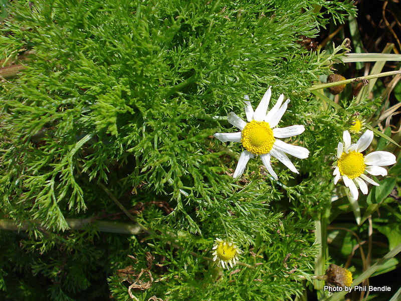 Poljski prstenak – Anthemis arvensis - u voćnjacima