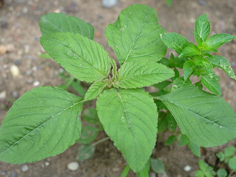 Običan štir – Amaranthus retroflexues - u voćnjacima - Slika 3