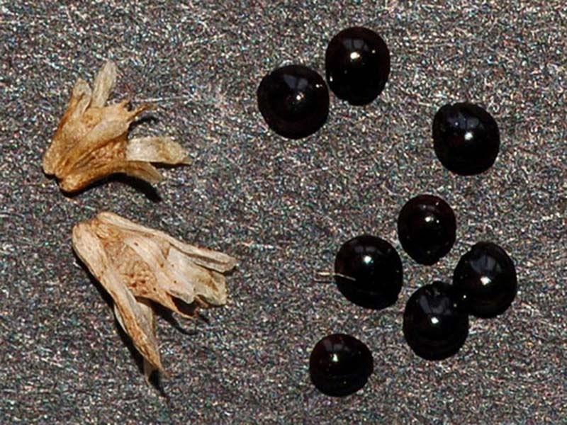 Običan štir – Amaranthus retroflexues - u voćnjacima - Slika 2