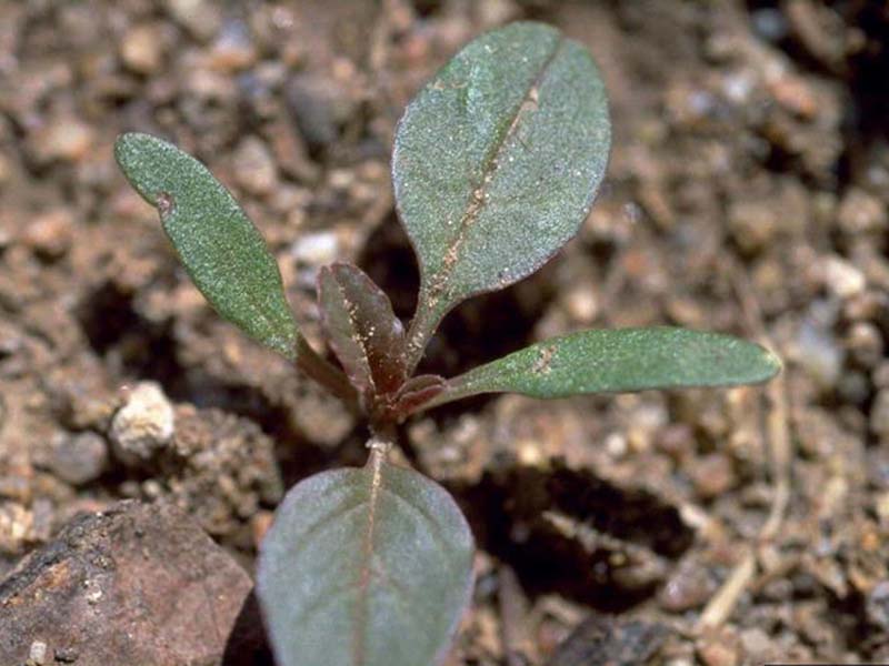 Običan štir – Amaranthus retroflexues - u voćnjacima - Slika 1