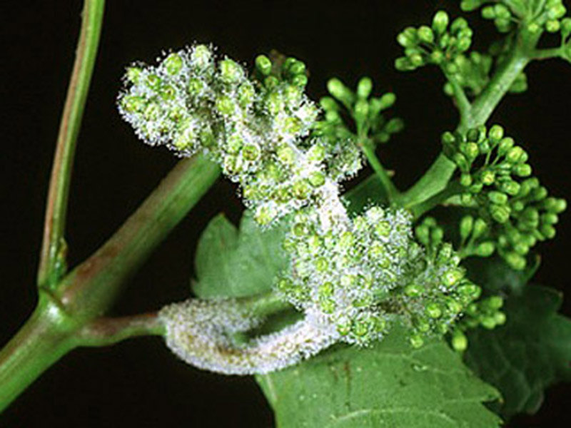 Plamenjaca vinove loze – Plasmopara viticola - Slika 2