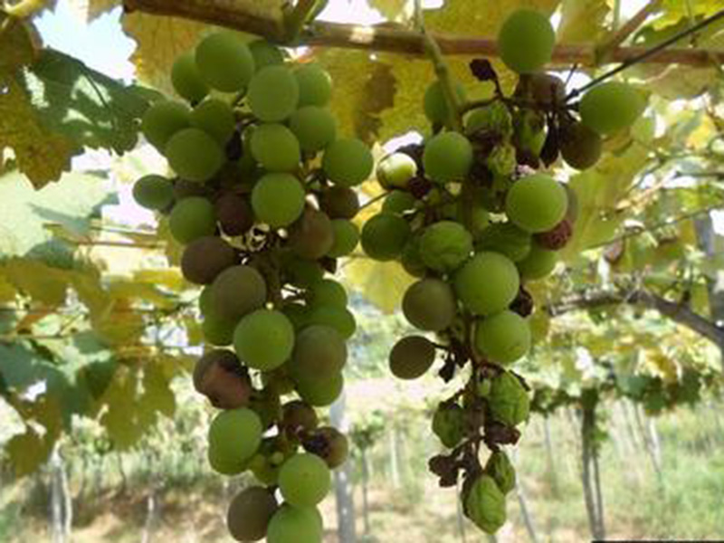 Plamenjaca vinove loze – Plasmopara viticola - Slika 1