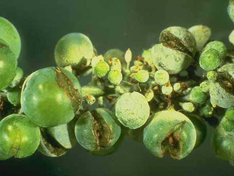 Pepelnica vinove loze – Uncinula necator - Slika 1