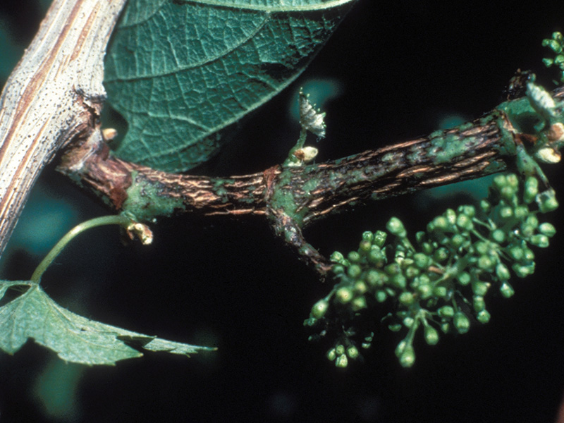 Crna pegavost (ekskorioza) - Phomopsis viticola - Slika 4