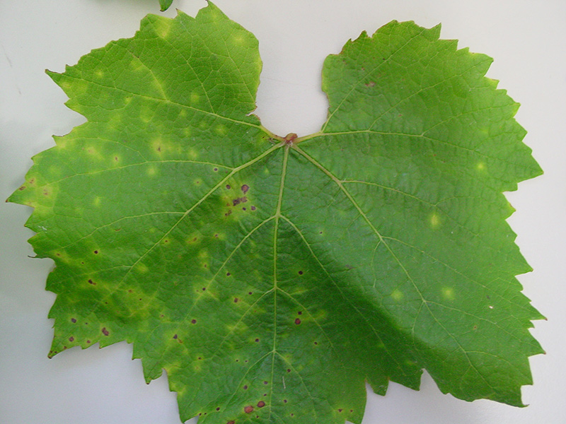 Crna pegavost (ekskorioza) - Phomopsis viticola - Slika 3