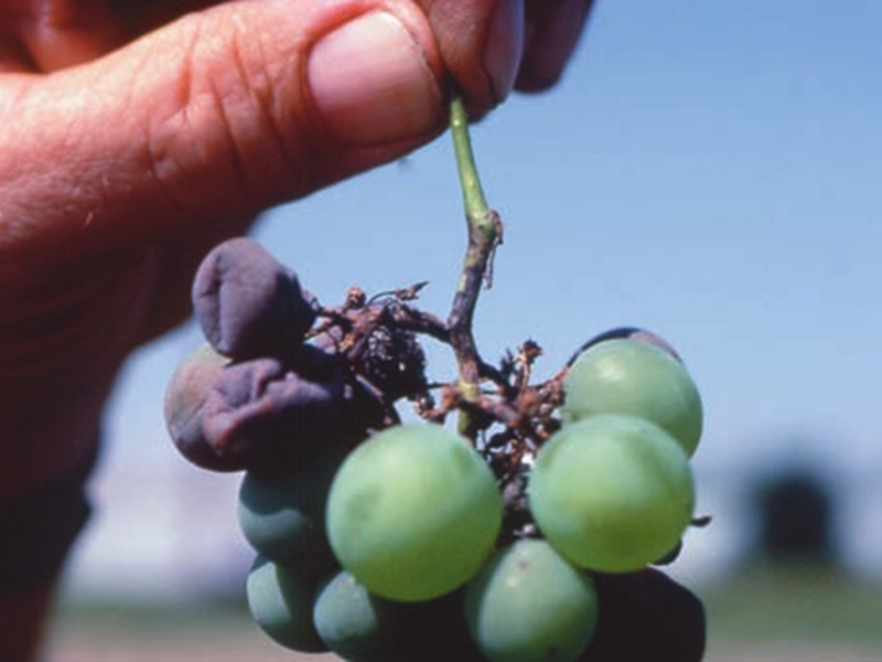 Crna pegavost (ekskorioza) - Phomopsis viticola - Slika 2