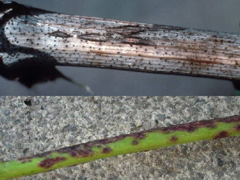 Crna pegavost (ekskorioza) - Phomopsis viticola - Slika 1